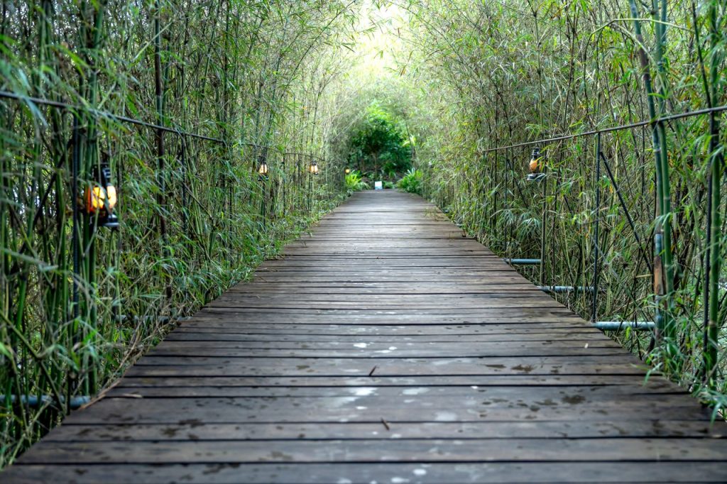 Peaceful wooden footpath through a lush bamboo tunnel, perfect for tranquil walks in nature.