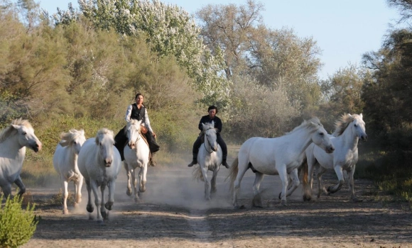 Mas De Frigoules Promenade A Cheval En Camargue Experience Equestre