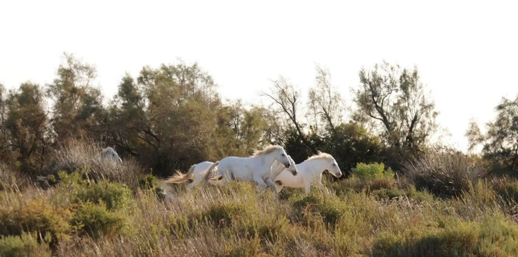 Mas De Frigoules Promenade A Cheval En Camargue Image Galerie13