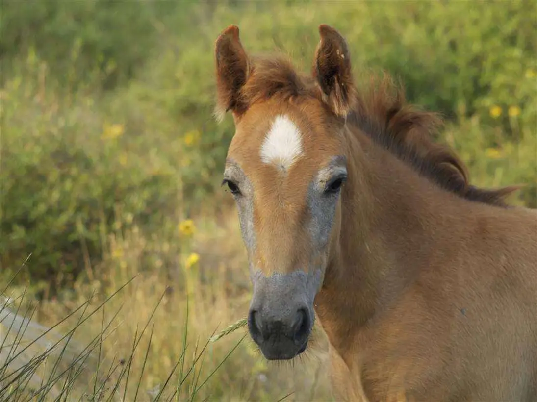 Mas De Frigoules Promenade A Cheval En Camargue Image Galerie14