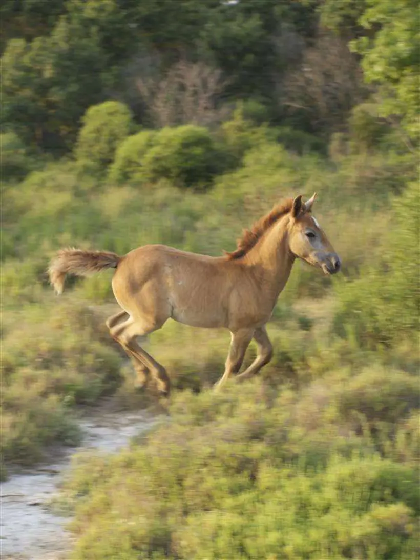 Mas De Frigoules Promenade A Cheval En Camargue Image Galerie28