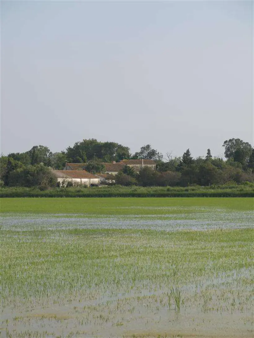 Mas De Frigoules Promenade A Cheval En Camargue Image Galerie29