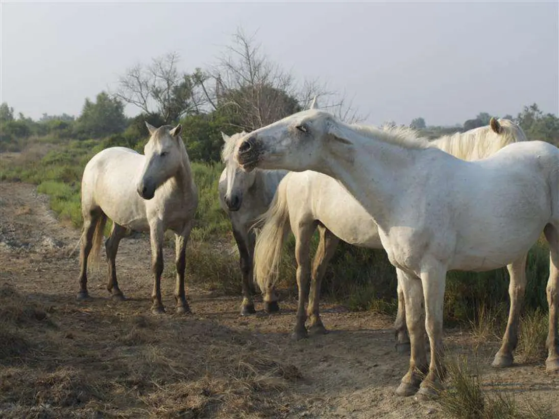 Mas De Frigoules Promenade A Cheval En Camargue Image Galerie34
