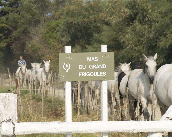 Mas De Frigoules Promenade A Cheval En Camargue Pension 1